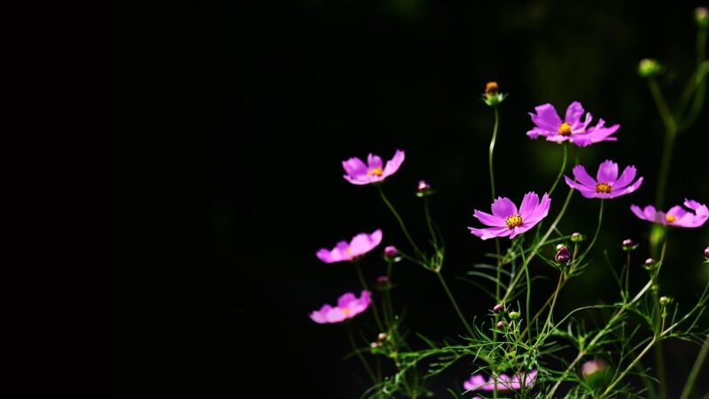 Светодиодные ночники с проекцией звездного неба