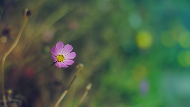 Домашний планетарий — создайте звездное небо дома