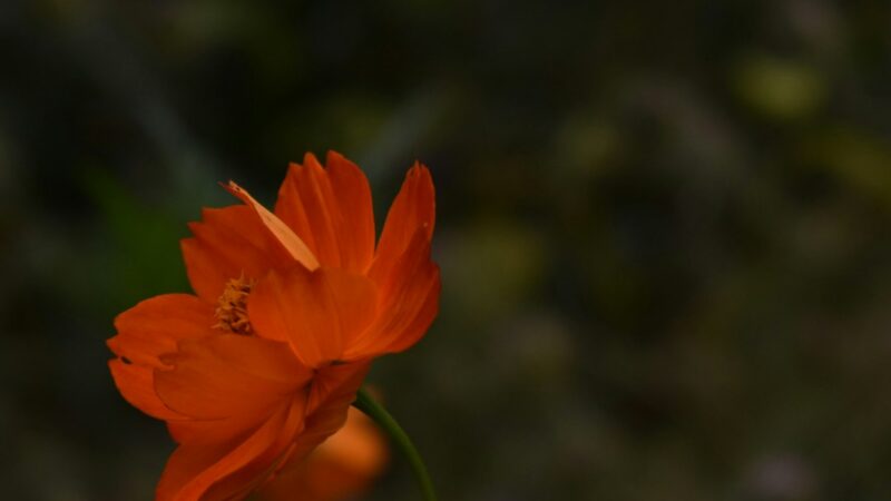 Проектор звездного неба для домашнего использования