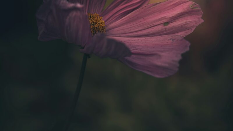 Проектор звездного неба Sega Homestar для домашнего использования